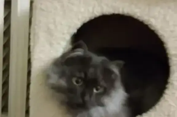 Пропала кошка, ул. Урицкого 67, Ярославль