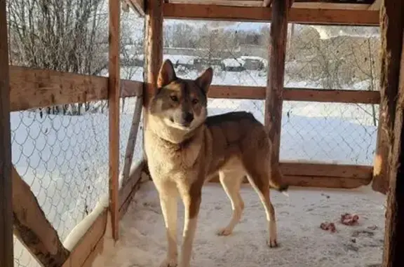 Пропала собака в Низево, Кировская обл.