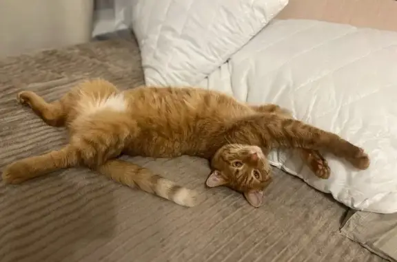 Потерянные животные Москва, фото: Пропала кошка, ул. Свободы 63, Москва