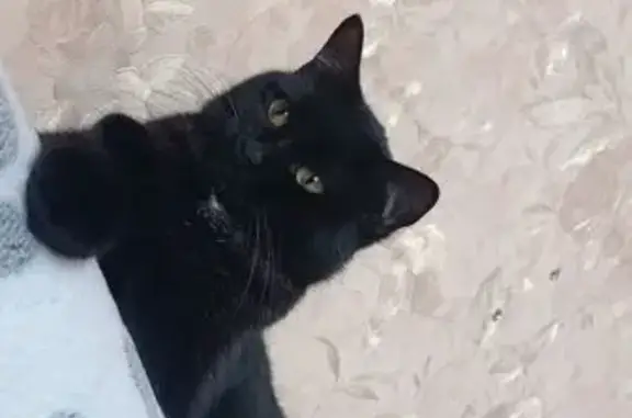 Пропала кошка, Макарьевский проезд, 8