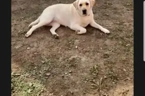 Собаки потеряшки, Ленинградская, фото: Потеряшка собака, Украинский пер., 26А