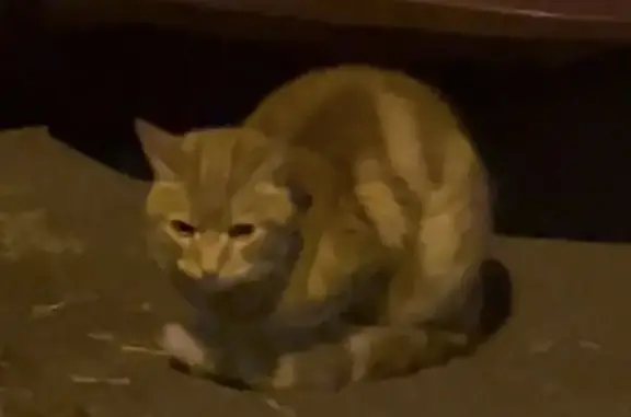 Найдена кошка, Москва, фото: Кошка найдена на Будённого, 39 к3, Москва