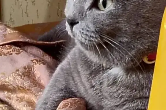 Кошки потеряшки, Новороссийск, фото: Потеряшка кошка, ул. Степана Разина, 8