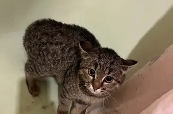 Найдена кошка, Москва, фото: Кошка найдена: Шипиловский проезд, 47