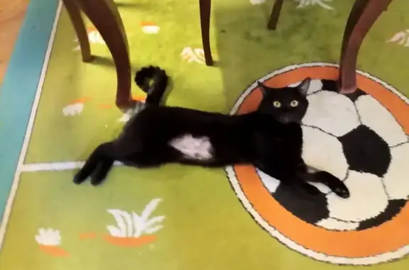 Пропал кот, Вокзальное шоссе 49, Керчь