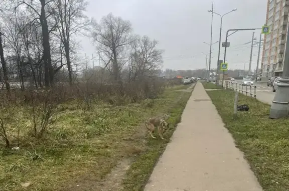 Найдена собака, Люберцы, фото: Собака найдена: Вертолётная ул., Люберцы