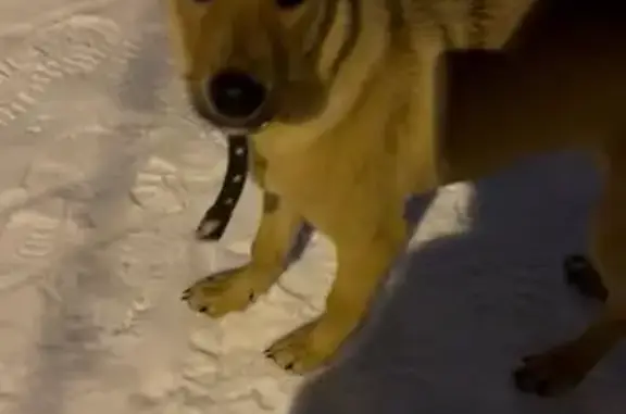 Пропала собака, Советская ул. 16, Сыктывкар