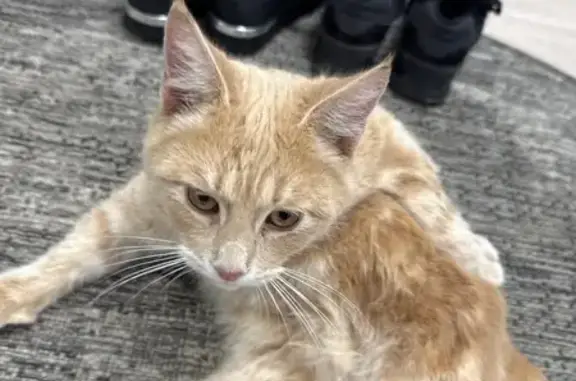 Объявления о пропавших и найденных животных, Боровичи, фото: Котенок найден: ул. Желябова, 16, Боровичи