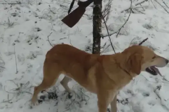 Пропала рыжая собака, Новодарковичское 