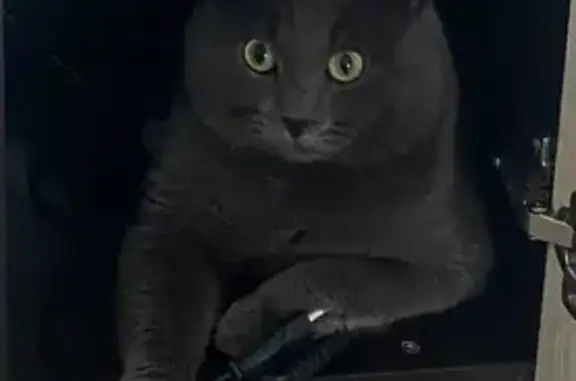 Кошки потеряшки, Пригородный, фото: Потеряшка кошка, Молодёжная 11, Пригородный