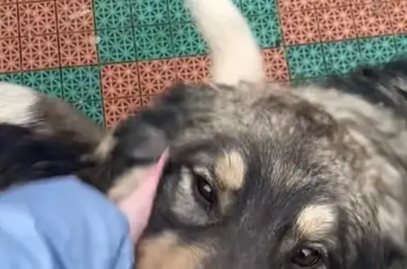 Пропала собака, Объездная дорога, Подольск