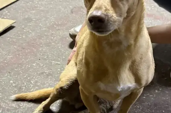 Найдена собака, Тюмень, фото: Найдена собака на ул. Республики, 215А