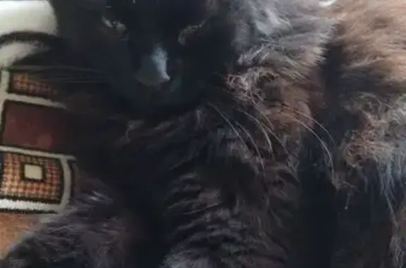 Пропала кошка на Ипподромной, 52, Оренбург