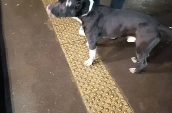 Найдена собака, Альметьевск, фото: Собака найдена: ул. Гафиатуллина, Альметьевск