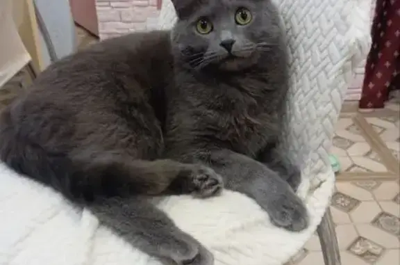 Найдена кошка, Казачинское, фото: Кошка найдена у заправки М-5, Лубяное