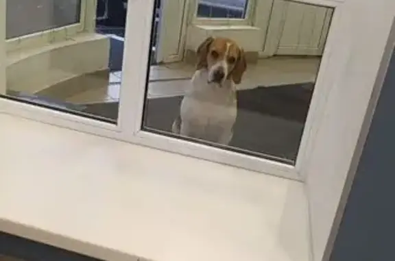 Найдена собака, , фото: Собака найдена у ТЦ Караваево, Казань