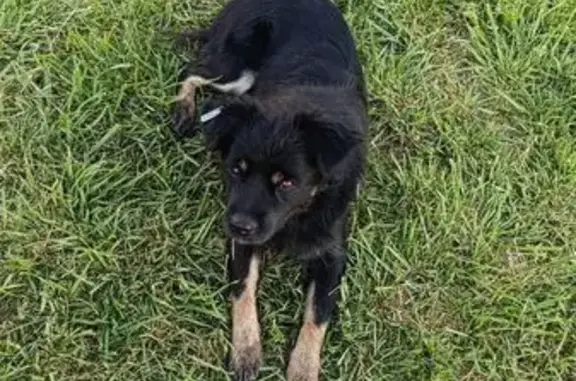 Пропала собака, Олимпийская ул. 23