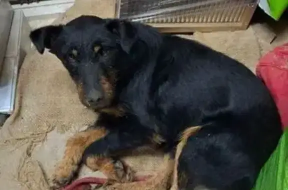 Найдена собака, Калининград, фото: Найдена собака на ул. Емельянова, Калининград