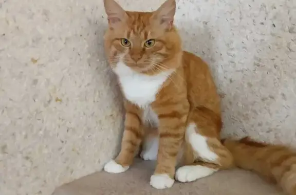 Пропала кошка, ул. Сенько, 26А к2, Тамбов