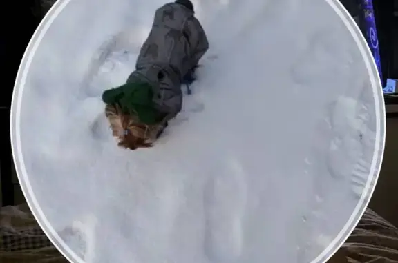 Собаки потеряшки, Новокузнецк, фото: Потеряшка собака, ул. Мичурина, 27А, Нкз.