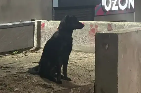 Найдена собака, Петрозаводск, фото: Найдена собака, Карьерный пр., 11, Петрозаводск