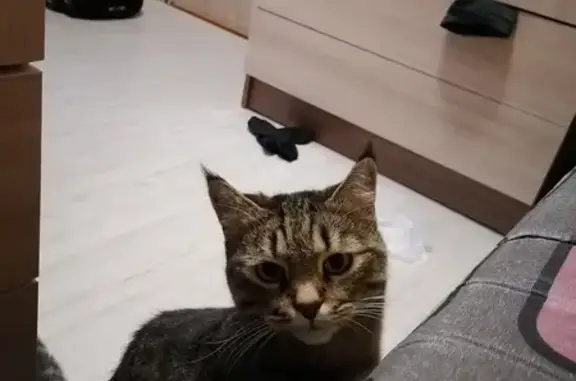 Пропала кошка, Ленинградская 15, Салават