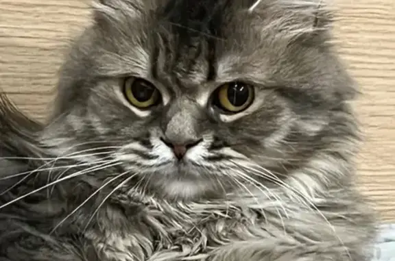 Пропала кошка Дуня, Пушкинская 38, Ростов