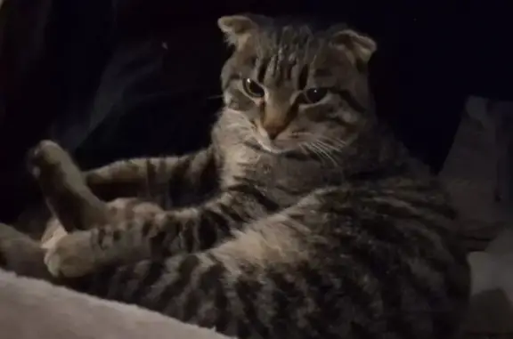 Пропала кошка, ул. Обороны, 53, Михайловка