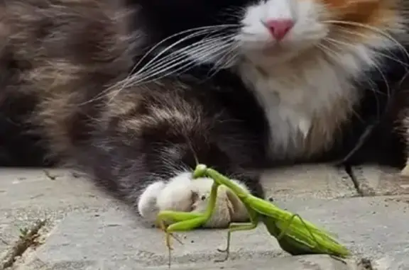 Пропала кошка, Бульварная ул. 1/1, Ишимбай