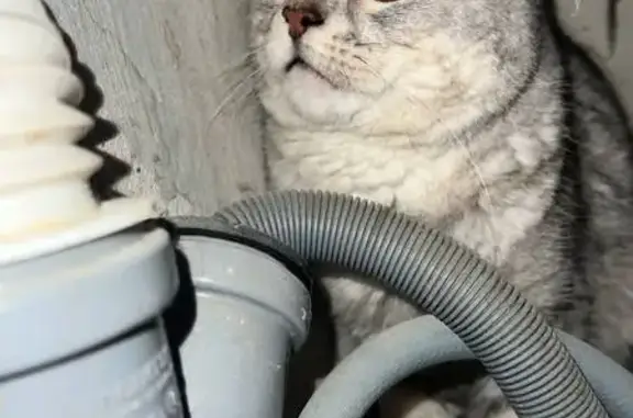 Найдена кошка, Нижний Новгород, фото: Кошка найдена: ул. Казакова, 7В, Н. Новгород