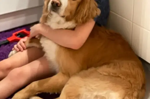 Собака пропала, Октябрьская 67, Нижневартовск