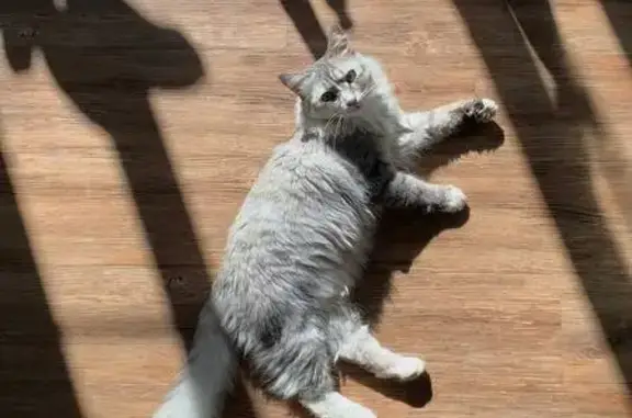 Кошка пропала: Вознесенская 52, Н.Новгород