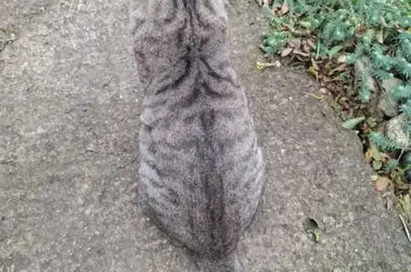 Найдена кошка, Железноводск, фото: Найдена кошка на Рябиновой улице, Железноводск