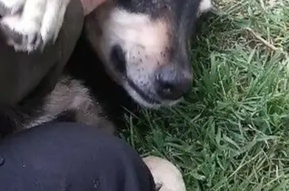 Пропала собака на ул. Седошенко, 61А