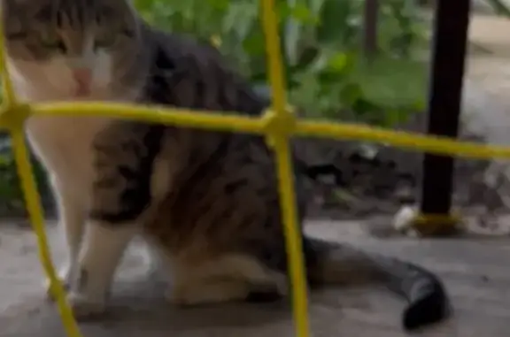 Пропала кошка, Российский пр., 54, Краснодар