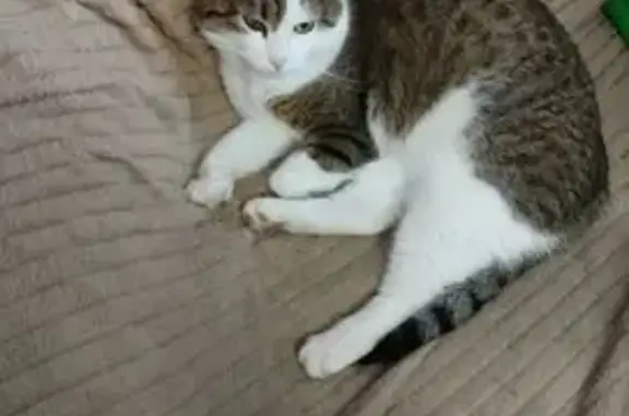 Пропала кошка, 1-й Клинский пер., Новомосковск