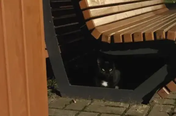 Найдена кошка, Москва, фото: Кошка найдена: Таганрогская ул., Москва