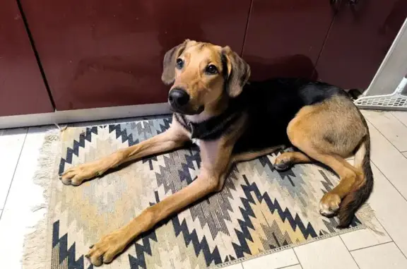 Найдена собака, Балашиха, фото: Найдена собака, Балашиха, ул. Евстафьева 1/9