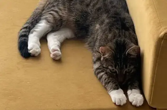 Пропала кошка, Долинная ул. 21, Аннинское