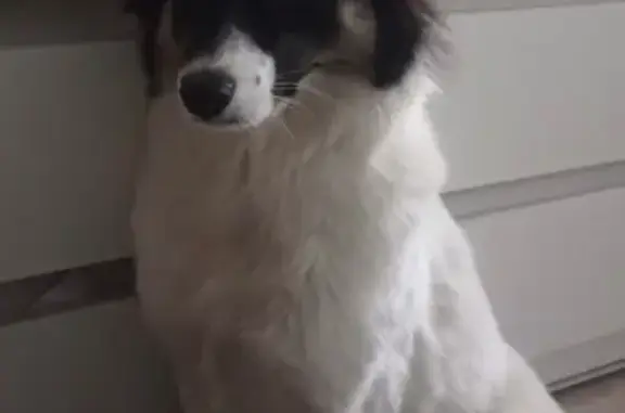 Собаки потеряшки, Санкт-Петербург, фото: Потеряшка собака, ул. Куйбышева, СПб