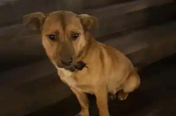 Найдена собака, Козельск, фото: Собака найдена у гостиницы 