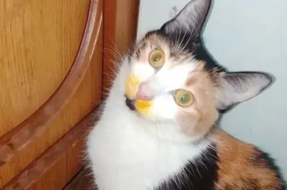 Пропала кошка, ул. Завидова, Тверь