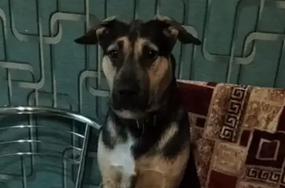 Пропал щенок на ул. Герцена, Донской