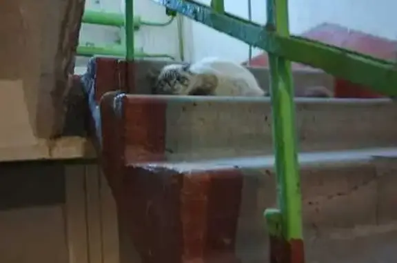 Найдена кошка, Хабаровск, фото: Кошка найдена: ул. Шелеста, Хабаровск