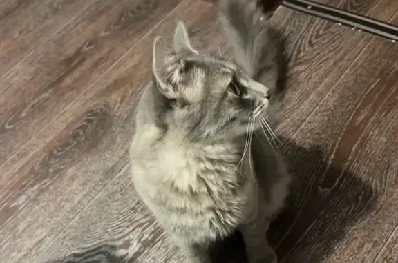 Пропал кот Марс, ул. Энтузиастов 33