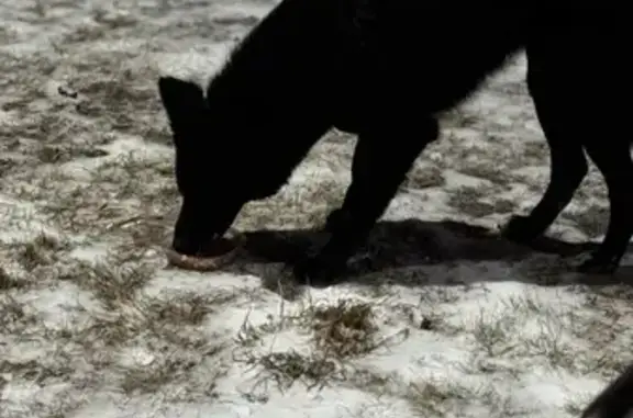 Найдена собака, Красноярск, фото: Найдена собака, ул. Шумяцкого, 11