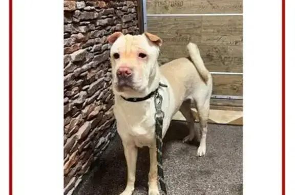 Пропал амстафф, Берёзовая аллея, Зеленоград