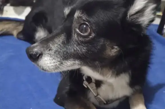 Найдена собака, Иркутск, фото: Найдена собака на Байкальской 232А, Иркутск