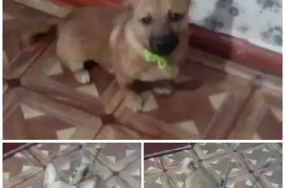 Объявления о пропавших и найденных животных, Будённовск, фото: Собака найдена: ул. Павла Примы, 75, Будённовск