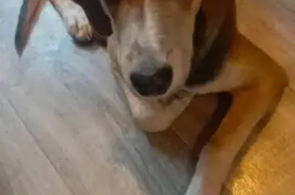 Пропала собака, Озёрная ул., Минино